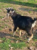 Chèvre naine, Animaux & Accessoires, Moutons, Chèvres & Cochons, Mâle, Chèvre, 0 à 2 ans