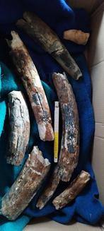 Mamoet slagtanden, Verzamelen, Mineralen en Fossielen, Ophalen of Verzenden