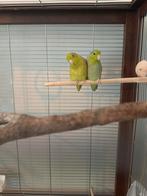 Koppel dwergpapegaaien, Dieren en Toebehoren, Meerdere dieren, Dwergpapegaai of Agapornis, Tam