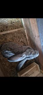 2 maneke...wite is 8 manden di andere 6 manden 50 euro stuk