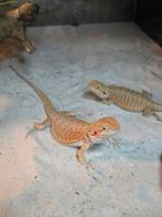 Prachtige nakweek baardagamen 3maanden oud, Amfibie