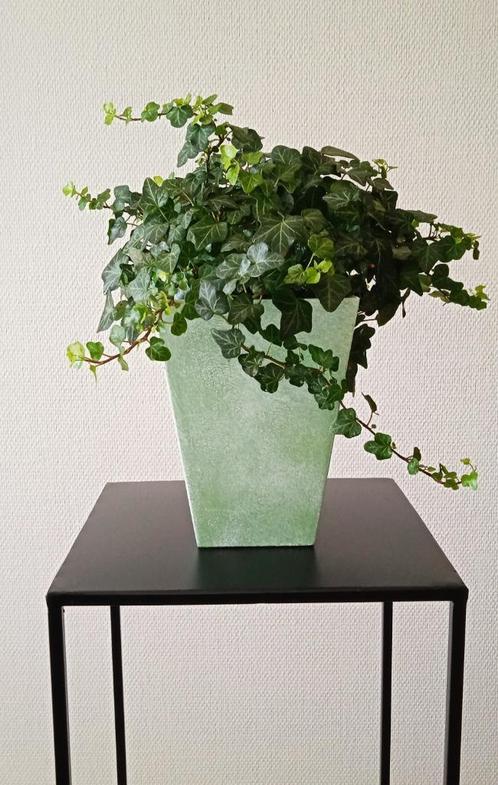 Grote klimop kamerplant (hedera) in cachepot, Maison & Meubles, Plantes d'intérieur, Moins de 100 cm, Plante verte, En pot, Enlèvement