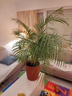 Palm kamerplant in grote bloempot, Huis en Inrichting, Kamerplanten, Palm, Ophalen of Verzenden