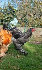 3 lieve brahma hanen groothoenders, Dieren en Toebehoren, Pluimvee