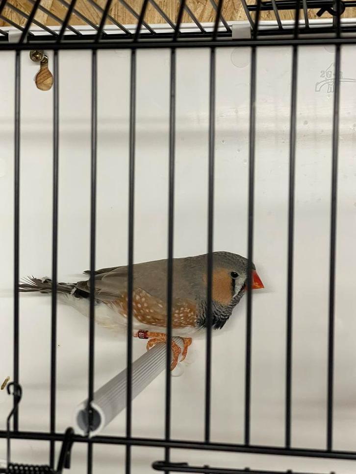 Bleekrug split Charcoal zebravink man, Dieren en Toebehoren, Vogels | Overige Vogels, Tropenvogel, Mannelijk, Geringd