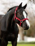 LeMieux Essence Softshell Halster Ember Cob SALE -40%!, Dieren en Toebehoren, Ophalen of Verzenden, Nieuw, Overige soorten