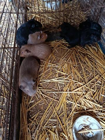 Cavia zeugjes  beschikbaar voor biedingen