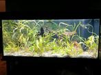 Ik zoek ! aquarium lees omschrijving, Dieren en Toebehoren, Ophalen, Zo goed als nieuw