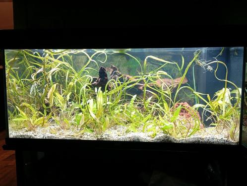 Ik zoek ! aquarium lees omschrijving, Dieren en Toebehoren, Vissen | Aquaria en Toebehoren, Zo goed als nieuw, Ophalen