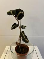Jewel orchid - anoectochilus leyli, Ophalen