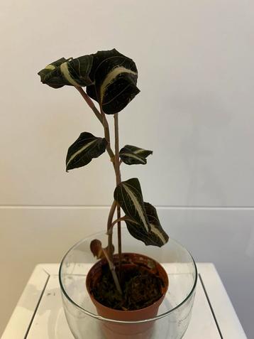 Jewel orchid - anoectochilus leyli beschikbaar voor biedingen