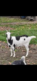 Mooi bont geitje, Dieren en Toebehoren, Schapen, Geiten en Varkens, Vrouwelijk, 0 tot 2 jaar
