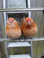 2 Antwerpse Baardkriel hennetjes, Dieren en Toebehoren, Vrouwelijk, Kip