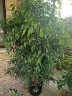 Ficus Benjamina, Huis en Inrichting, Kamerplanten, Ophalen, Ficus