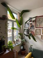 Grote & mooie Strelitzia, Ophalen, 200 cm of meer