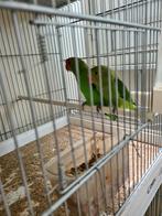 Agapornis