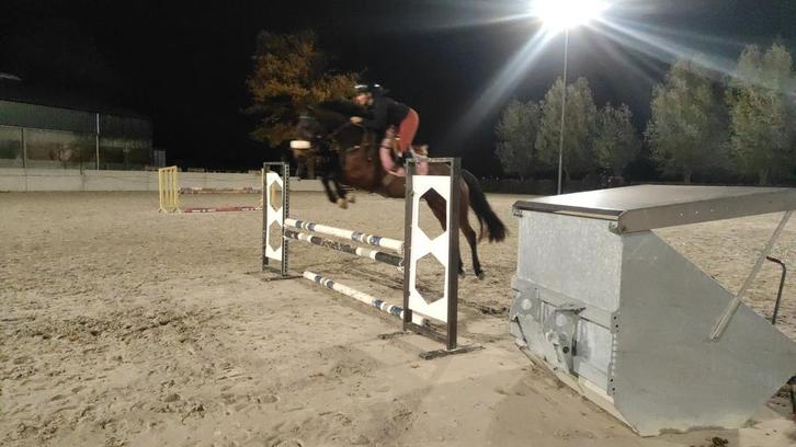 5jarige springmerrie, Dieren en Toebehoren, Paarden, Merrie, 160 tot 165 cm, 3 tot 6 jaar, Springpaard, Met stamboom, Gechipt