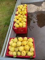 Kweeperen, Tuin en Terras, Planten | Fruitbomen, Ophalen, Overige soorten