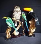 mooie overleden vogels te koop gevraagd ...., Dieren en Toebehoren, Meerdere dieren, Roofvogel, Geringd