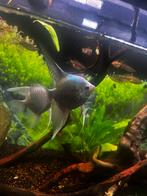 4 maanvissen, Dieren en Toebehoren, Vissen | Aquariumvissen, Vis, Zoetwatervis, Schoolvis
