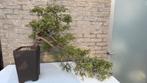 Jeneverbes bonsai in Kengai/Cascade stijl, Tuin en Terras, Planten | Bomen, Overige soorten, Lente, Minder dan 100 cm, Ophalen