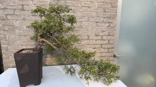Jeneverbes bonsai in Kengai/Cascade stijl, Tuin en Terras, Planten | Bomen, Overige soorten, Minder dan 100 cm, Volle zon, Lente