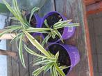 Graslelie, Tuin en Terras, Planten | Tuinplanten, Ophalen