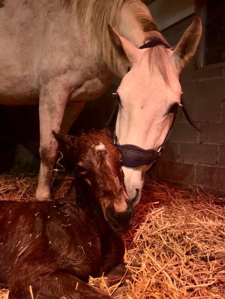 Bevallingsservice - merriebegeleiding - opfok, Dieren en Toebehoren, Paarden, Merrie