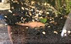 algeneters ancitrus zwarte en albino