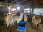 alpaca cria's, Dieren en Toebehoren, Overige Dieren, April, Meerdere dieren