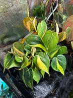 Philodendron brasil stekjes, Maison & Meubles, Plantes d'intérieur, Autres espèces, Enlèvement ou Envoi, Moins de 100 cm, Plante verte