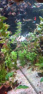 Baby guppy's, Dieren en Toebehoren, Vis, Zoetwatervis