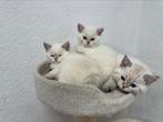 kittens Britse korthaar, Meerdere dieren, Gechipt, 0 tot 2 jaar