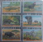 Liebig "wilde dieren in de Kongo", Enlèvement ou Envoi, Comme neuf, Animal, Gravure