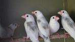 Rijstvogels 2025.