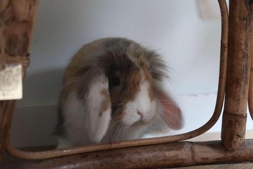 Konijntje te koop (inclusief materiaal), Dieren en Toebehoren, Konijnen, Dwerg, Vrouwelijk, 0 tot 2 jaar