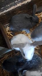 Voedster met 9 jongen