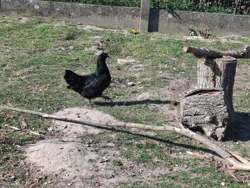 Ayam cemani voodoo kip hen beschikbaar voor biedingen