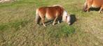 Drachtige Merrie's, Dieren en Toebehoren, Hengst