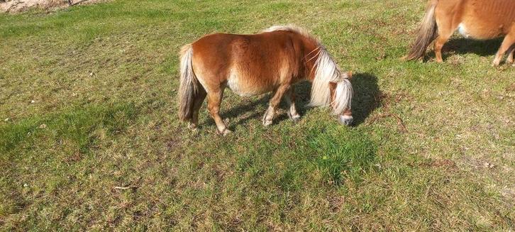 Drachtige Merrie's, Dieren en Toebehoren, Pony's, Hengst