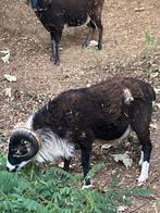 Soay ram / dekram 1 jaar oud, Mannelijk, Schaap, 0 tot 2 jaar