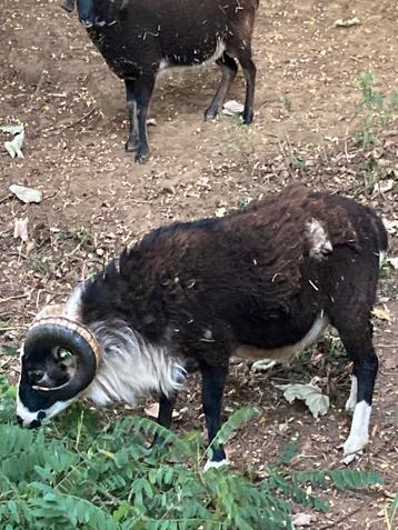 Soay ram / dekram 1 jaar oud, Mâle, Mouton, 0 à 2 ans