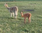 Mooie alpaca merrie met merrie veulen te koop!, Dieren en Toebehoren