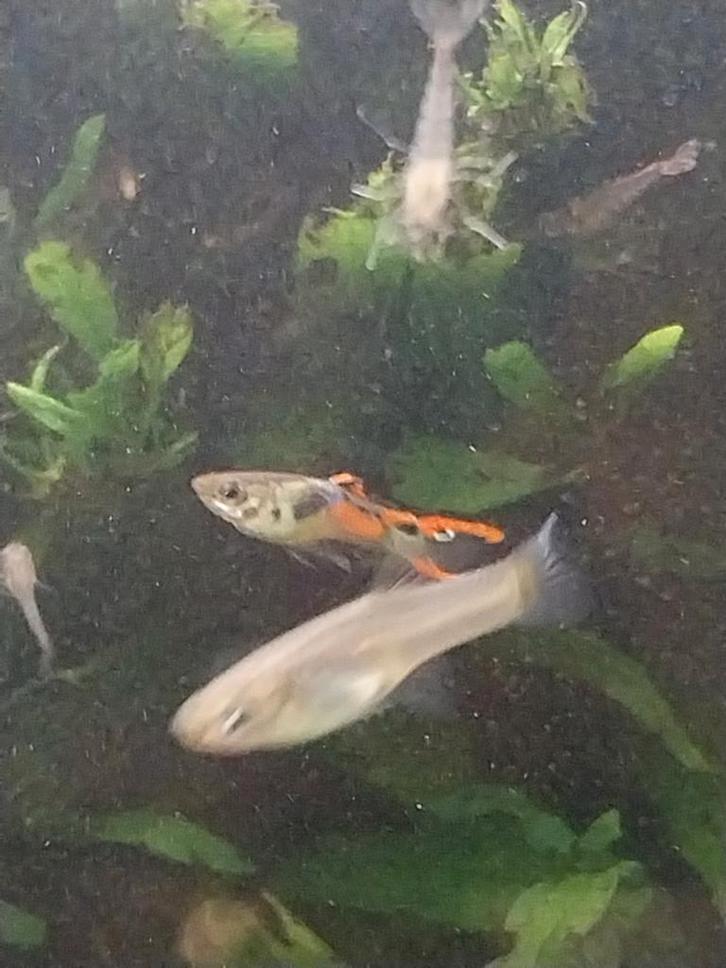guppy vissen mannetjes en vrouwtjes(per10st), Animaux & Accessoires, Poissons | Poissons d'aquarium