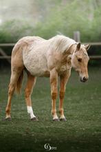 2024 quarter hengst, Dieren en Toebehoren, Paarden, Minder dan 160 cm, Gechipt, 0 tot 2 jaar, Hengst