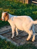 Boerenbok Lammetje, Dieren en Toebehoren, Schapen, Geiten en Varkens