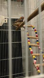 Koppel  met kooi, Dieren en Toebehoren