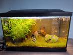 Aquarium incl toebehoren en vissen, Animaux & Accessoires, Poissons | Aquariums & Accessoires, Enlèvement, Comme neuf, Aquarium d'eau douce rempli