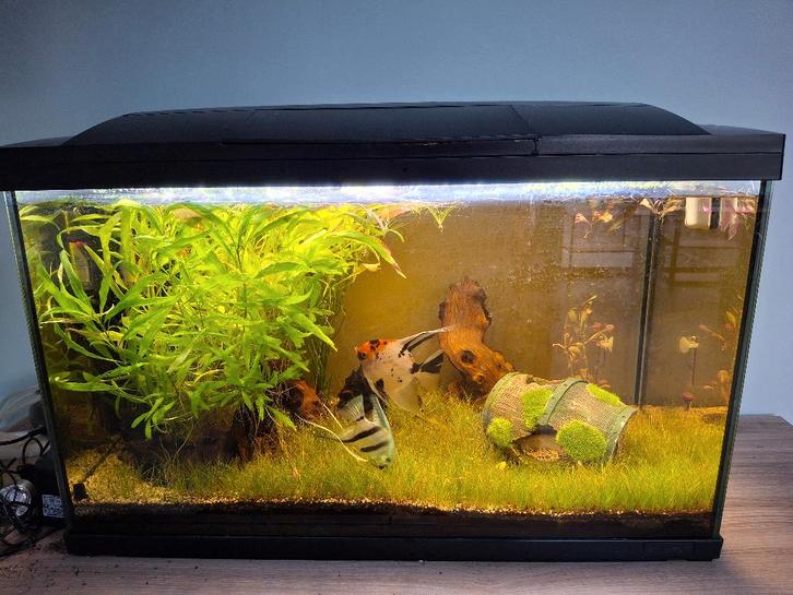 Aquarium incl toebehoren en vissen, Animaux & Accessoires, Poissons | Aquariums & Accessoires, Comme neuf, Aquarium d'eau douce rempli