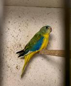 Elegant parkieten, Dieren en Toebehoren, Vogels | Parkieten en Papegaaien, Geringd